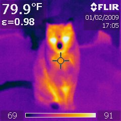 The cat.jpg